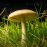 Vibrant mushroom growing in lush grass, illuminated by natural daylight. A nature-inspired scene perfect for botanical themes.